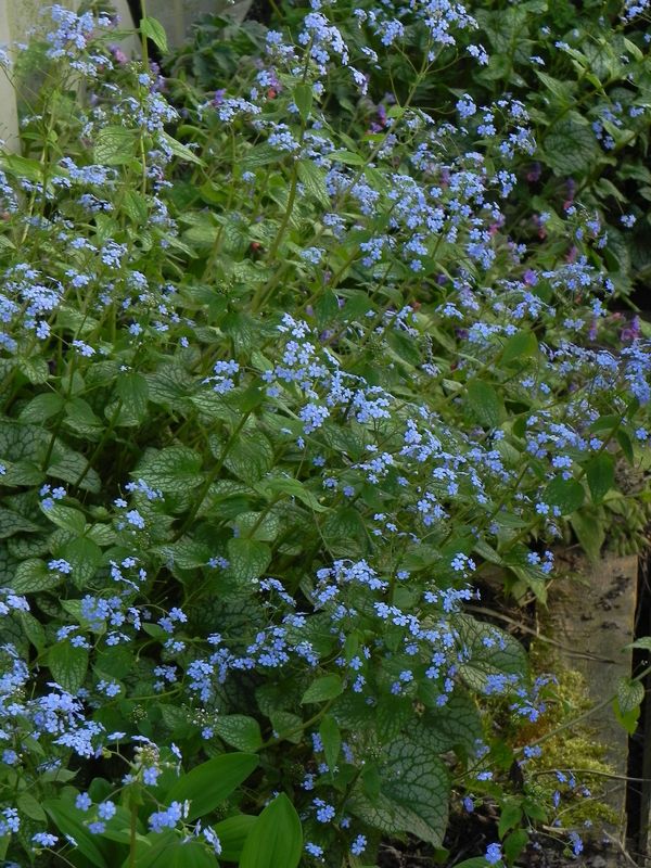 Brunnera macrophylla ‘Alexander`s Great’