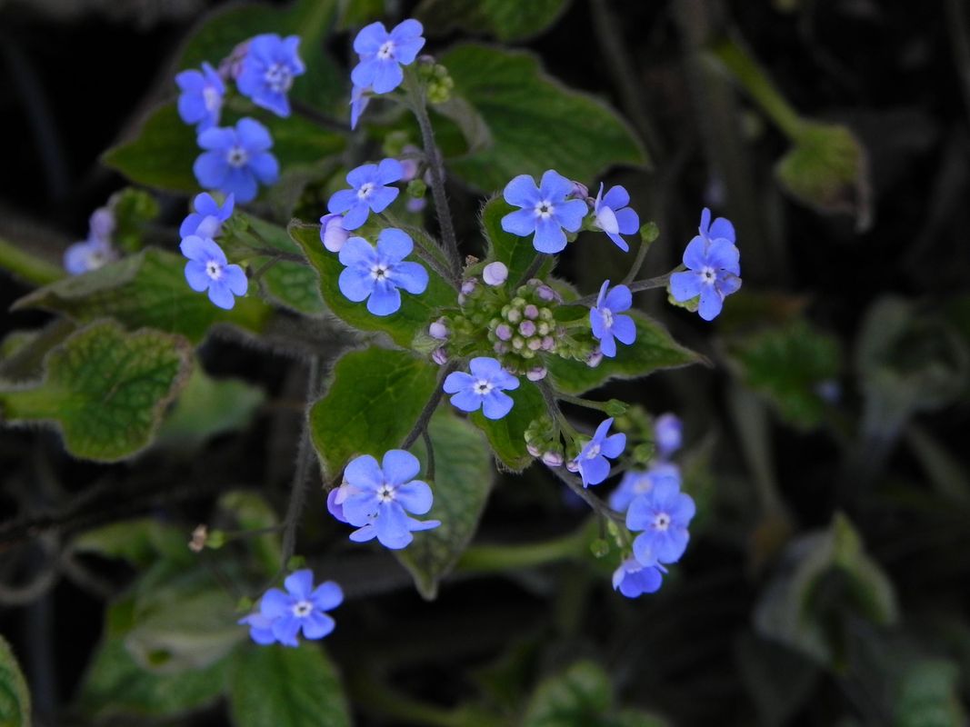 Brunnera macrophylla ‘Alexander`s Great’