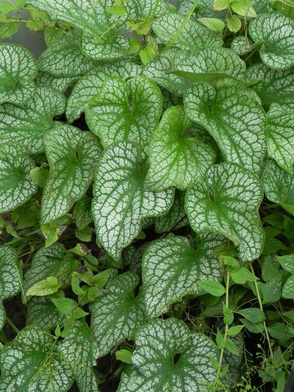 Brunnera macrophylla ‘Alexander`s Great’