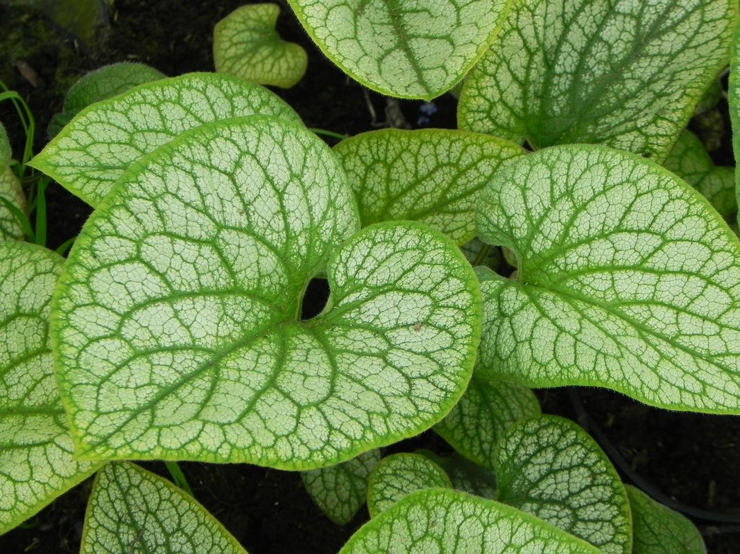 Brunnera macrophylla ‘Alexander`s Great’