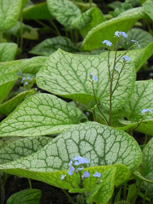 Brunnera macrophylla ‘Alexander`s Great’
