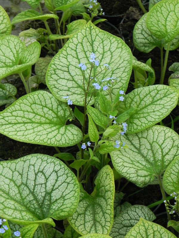 Brunnera macrophylla ‘Alexander`s Great’