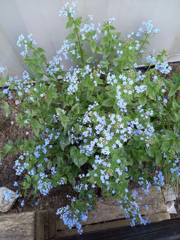 Brunnera macrophylla ‘Alexander`s Great’