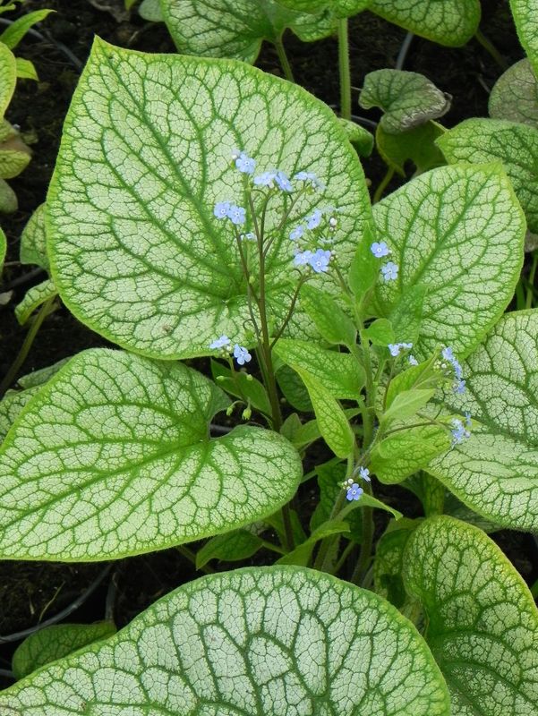 Brunnera macrophylla ‘Alexander`s Great’