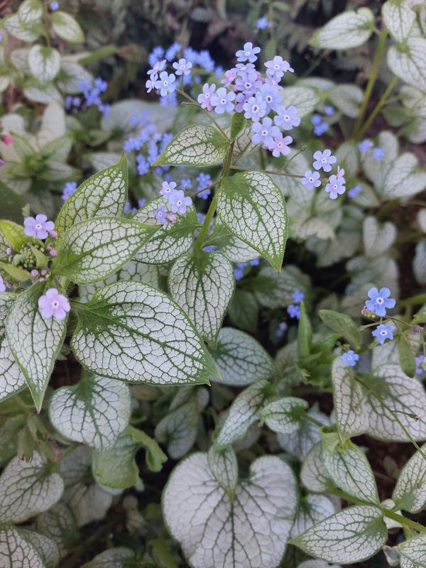 Brunnera macrophylla ‘Alexandria’