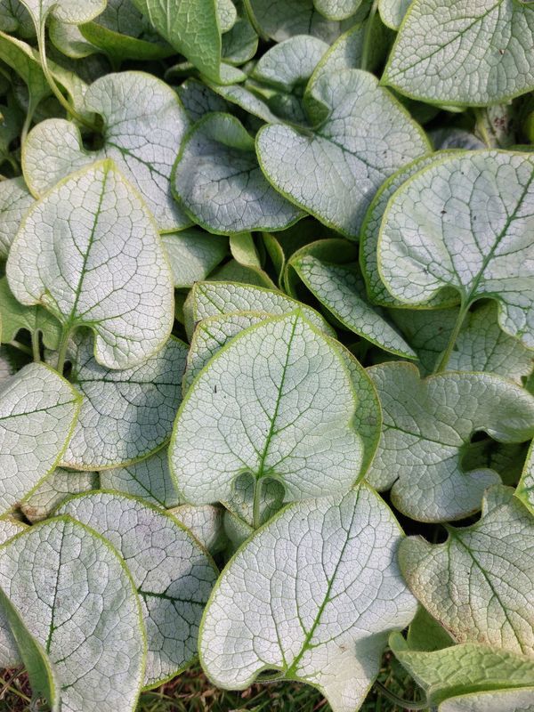 Brunnera macrophylla ‘Alexandria’