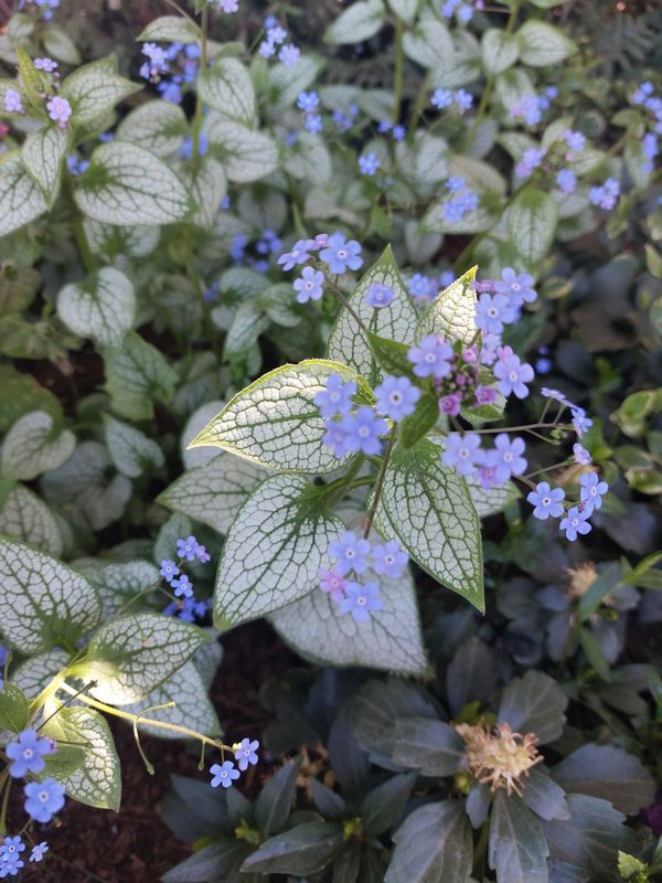 Brunnera macrophylla ‘Alexandria’
