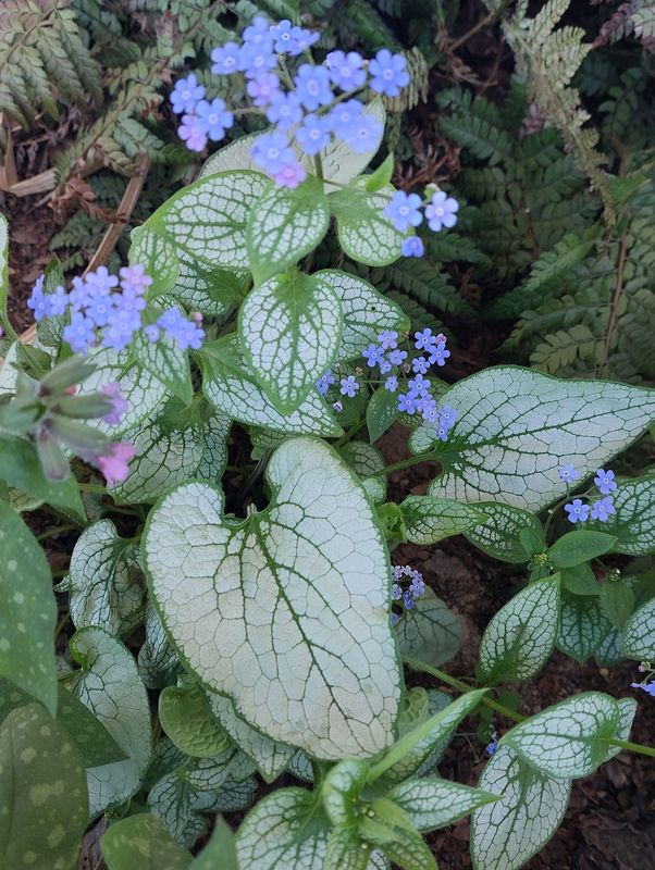 Brunnera macrophylla ‘Alexandria’