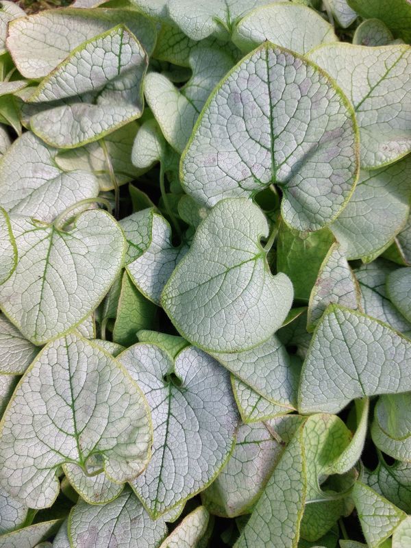 Brunnera macrophylla ‘Alexandria’