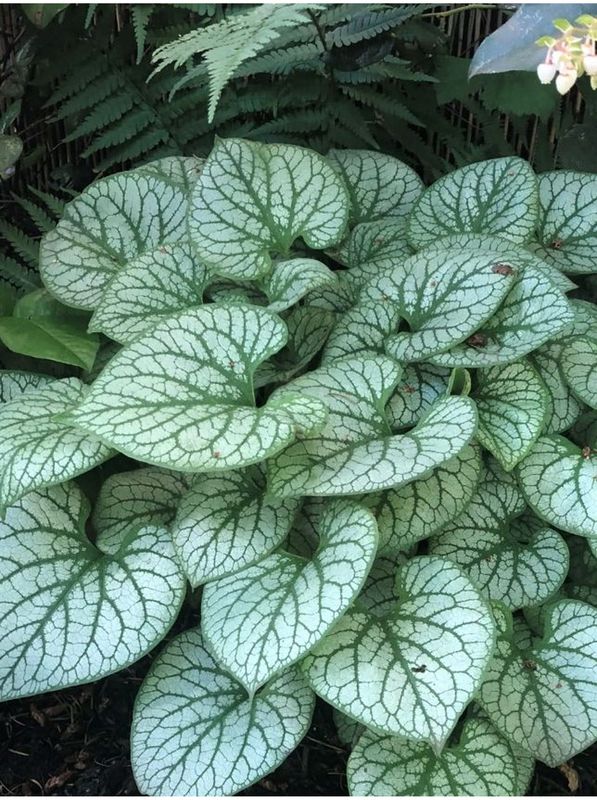 Brunnera macrophylla ‘Jack Frost’
