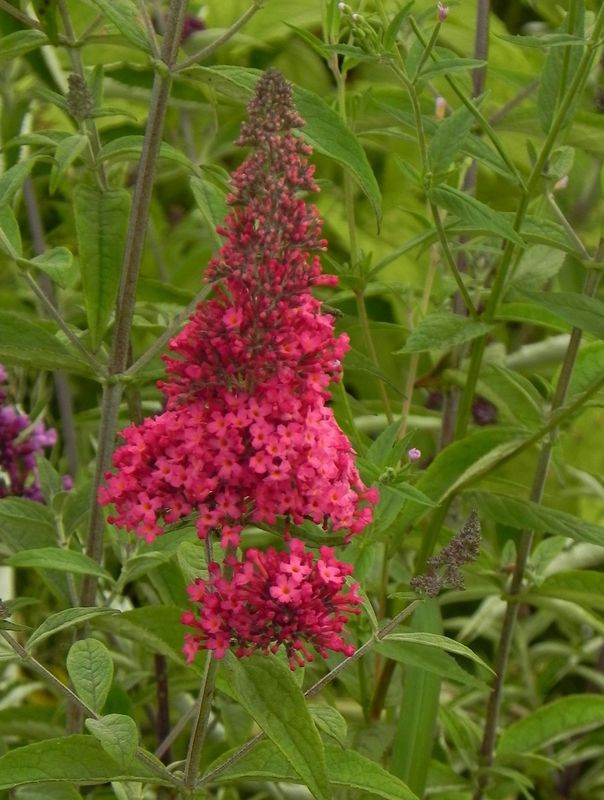 Buddleja davidii ‘Prince Charming’