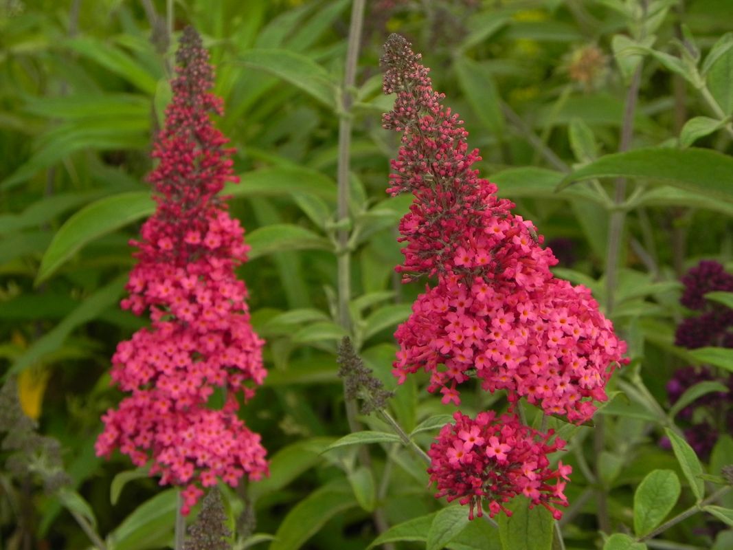 Buddleja davidii ‘Prince Charming’