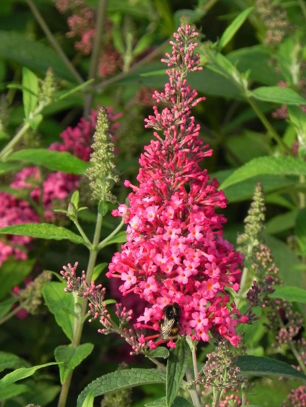 Buddleja davidii ‘Prince Charming’