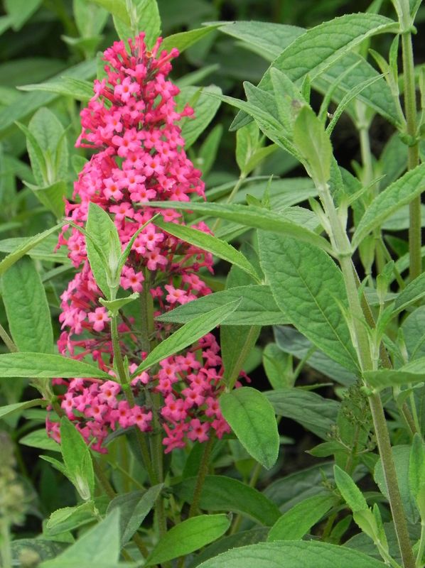 Buddleja davidii ‘Prince Charming’