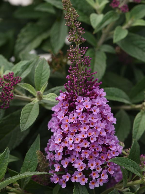 Buddleja davidii ‘Chrysalis™ Pink’