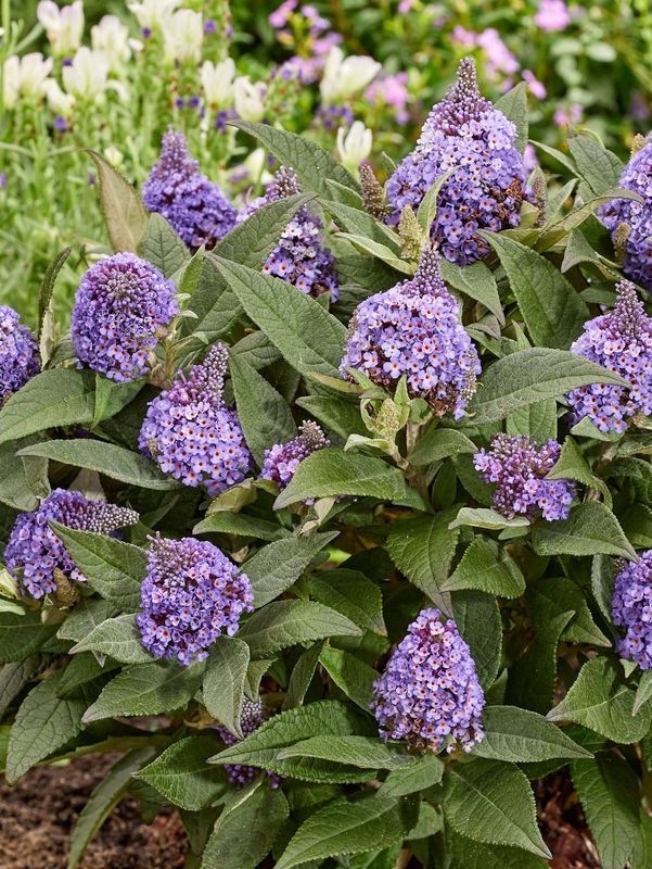 Buddleja davidii ‘Little Rockstars Blue’