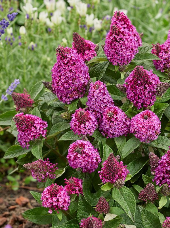 Buddleja davidii ‘Little Rockstars Red’