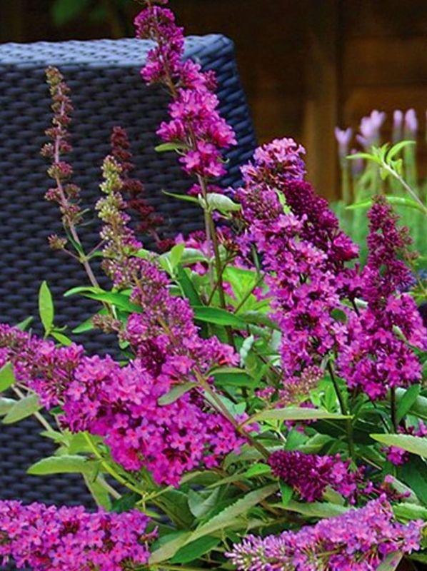Buddleja x ‘Free Petite Tutti Frutti’