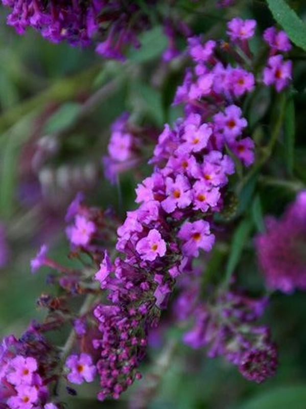 Buddleja x ‘Free Petite Dark Pink’