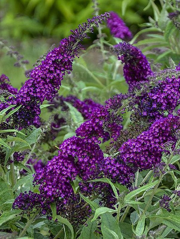 Buddleja x ‘Magenta Munchkin’