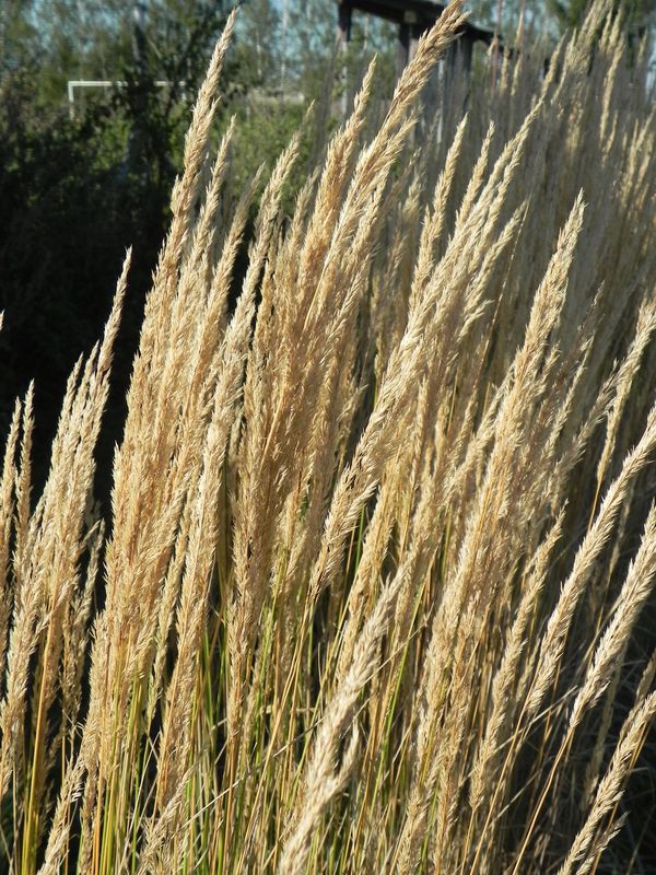 Calamagrostis acutiflora ‘Overdame’