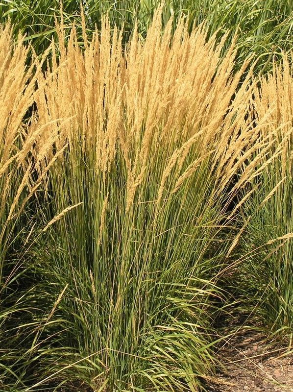 Calamagrostis acutiflora ‘Karl Foerster’