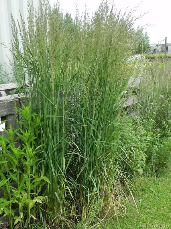 Calamagrostis acutiflora ‘Karl Foerster’