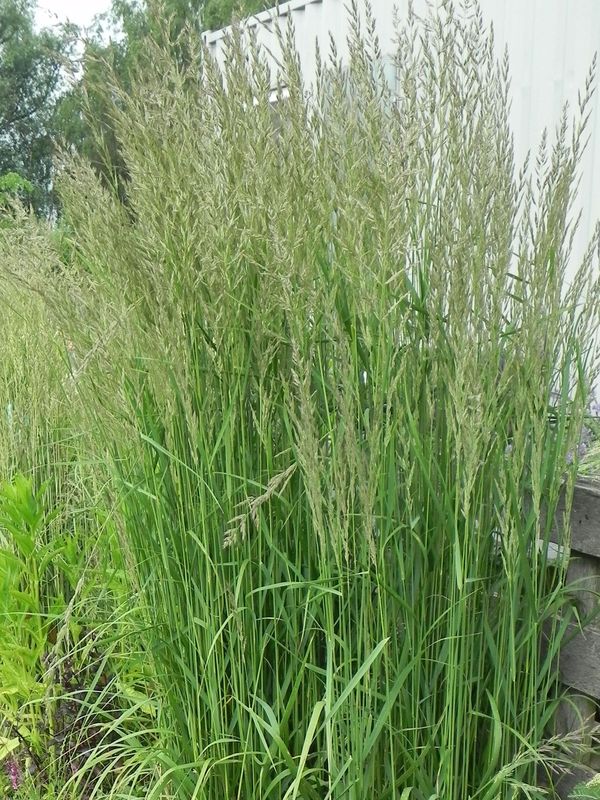 Calamagrostis acutiflora ‘Karl Foerster’