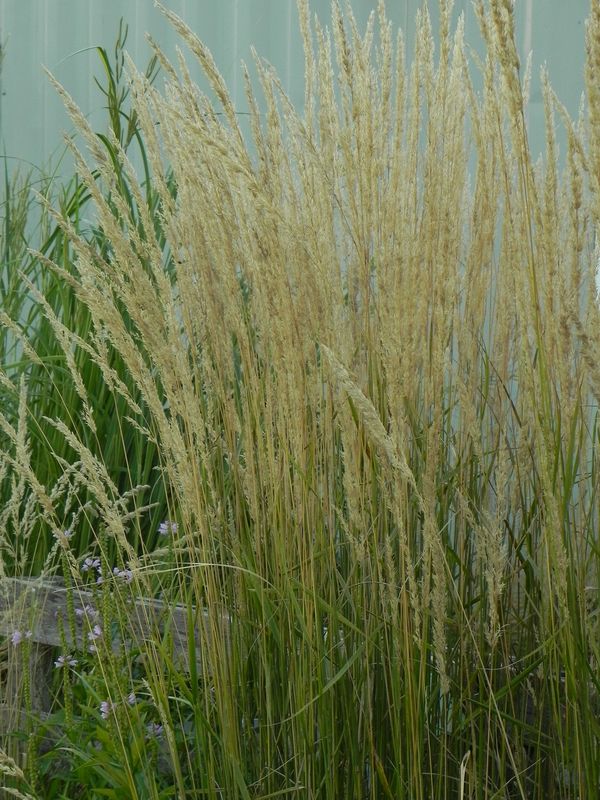 Calamagrostis acutiflora ‘Karl Foerster’
