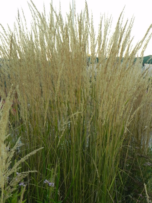 Calamagrostis acutiflora ‘Karl Foerster’