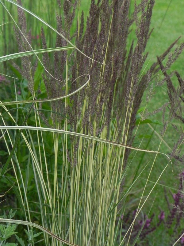 Calamagrostis acutiflora ‘Avalanche’