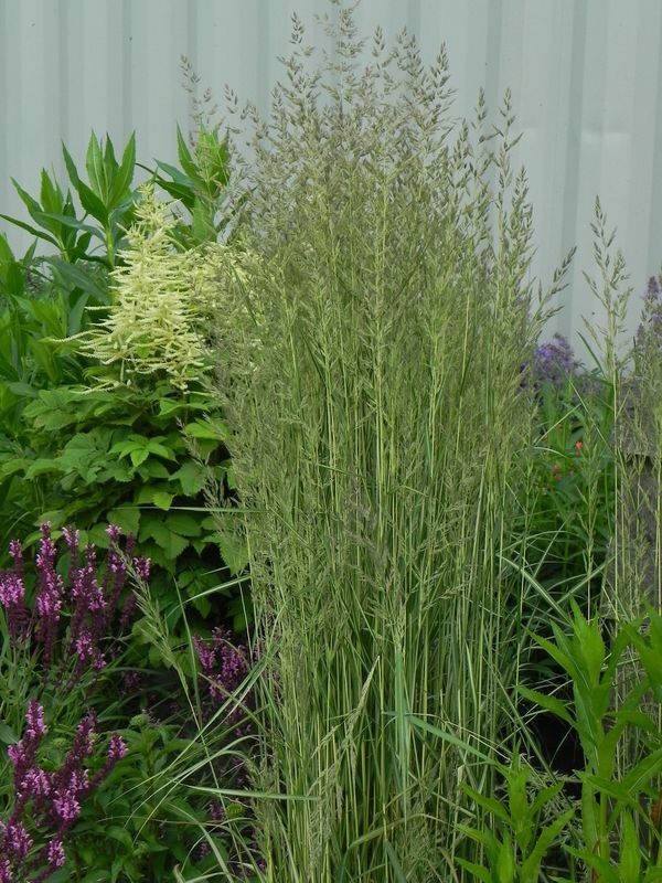 Calamagrostis acutiflora ‘Avalanche’