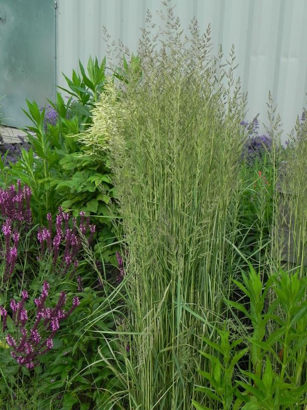 Calamagrostis acutiflora ‘Avalanche’