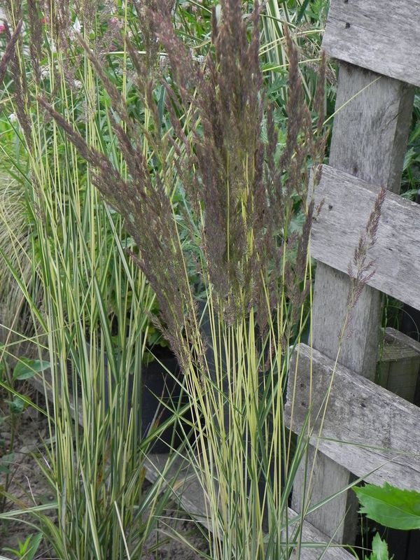 Calamagrostis acutiflora ‘Avalanche’