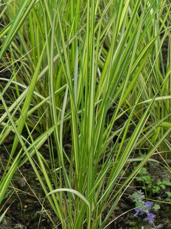Calamagrostis acutiflora ‘England’