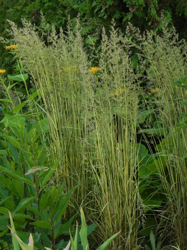 Calamagrostis acutiflora ‘England’