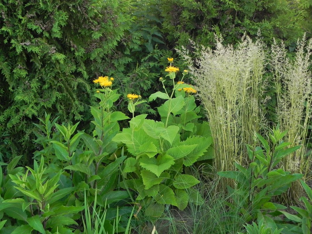 Calamagrostis acutiflora ‘England’