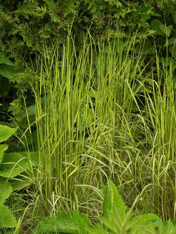 Calamagrostis acutiflora ‘England’