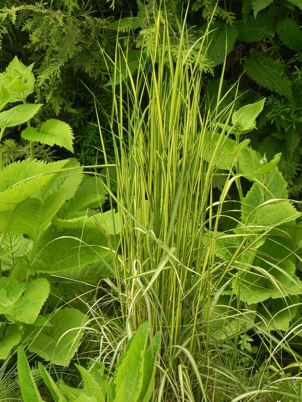 Calamagrostis acutiflora ‘England’
