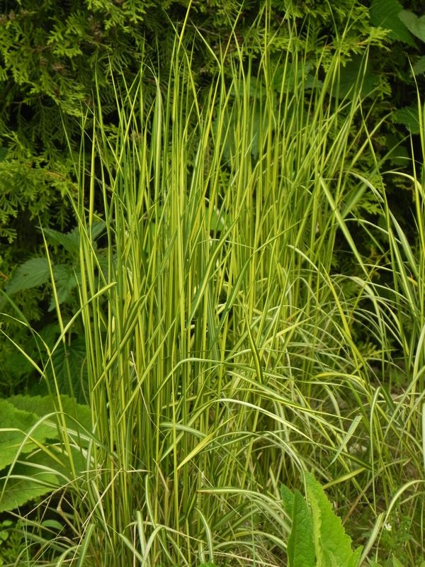 Calamagrostis acutiflora ‘England’