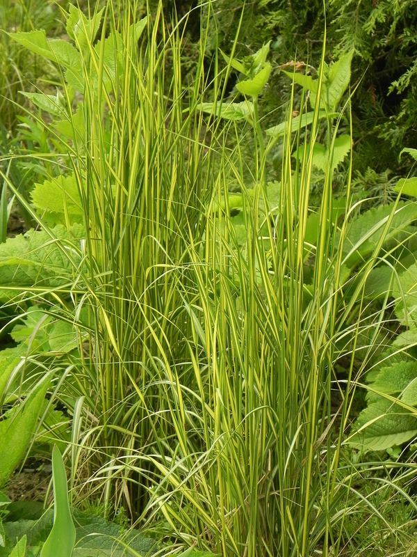 Calamagrostis acutiflora ‘England’