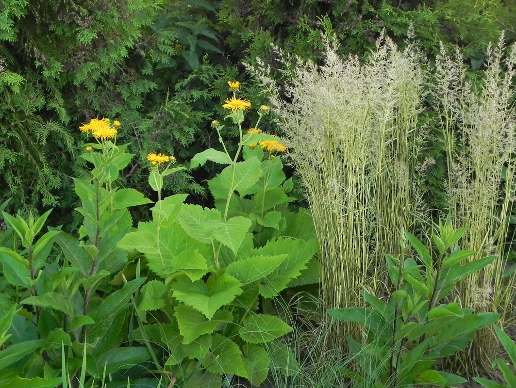 Calamagrostis acutiflora ‘England’