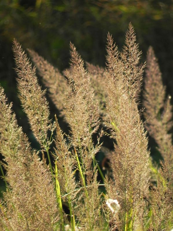Calamagrostis brachytricha