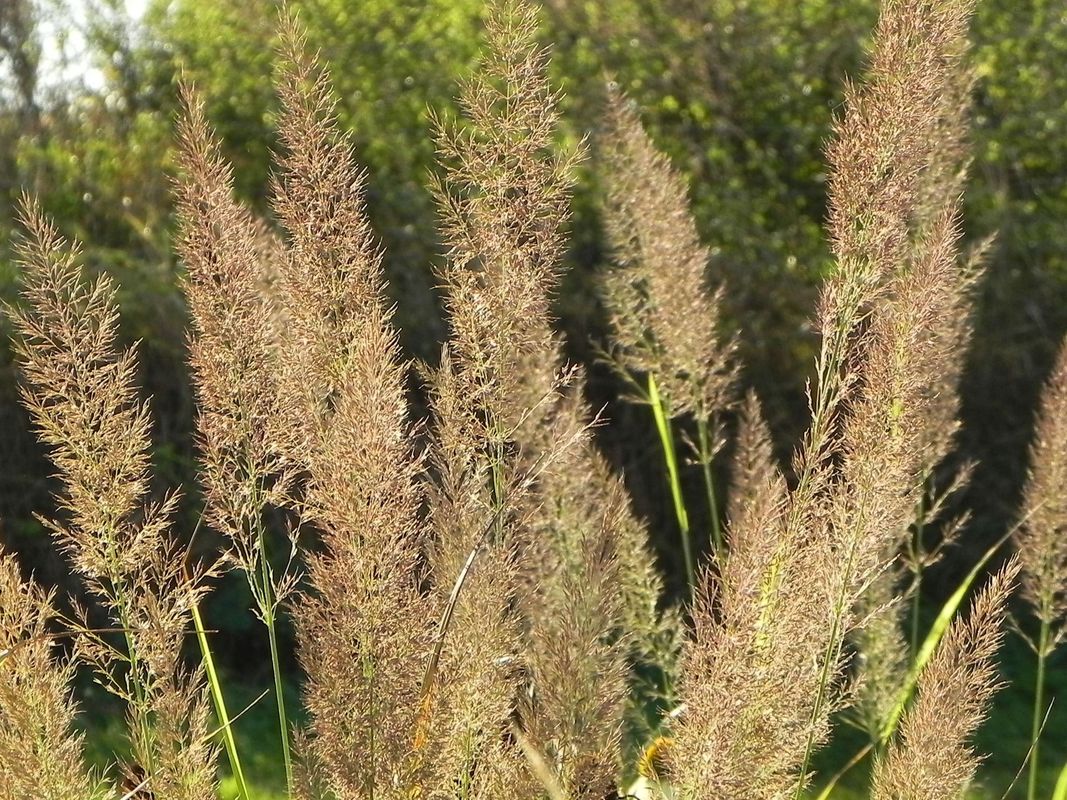 Calamagrostis brachytricha