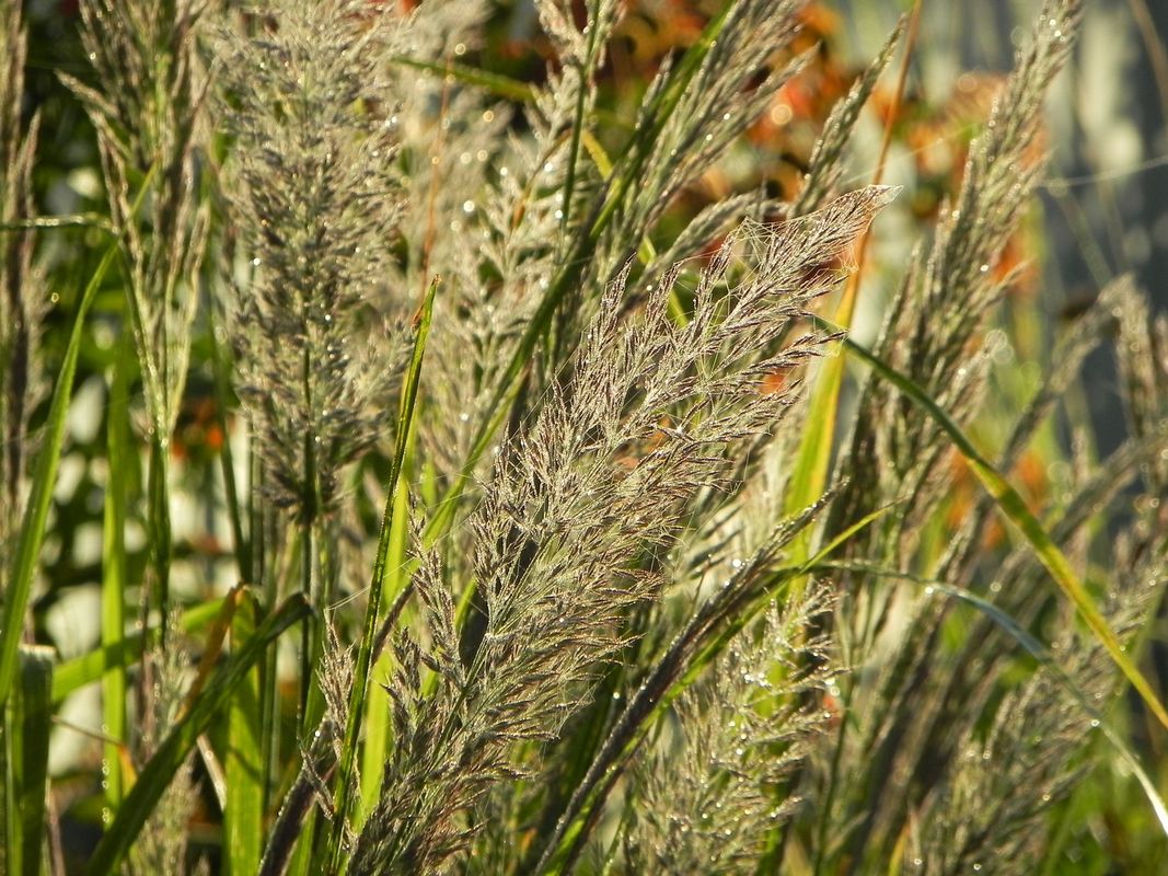 Calamagrostis brachytricha