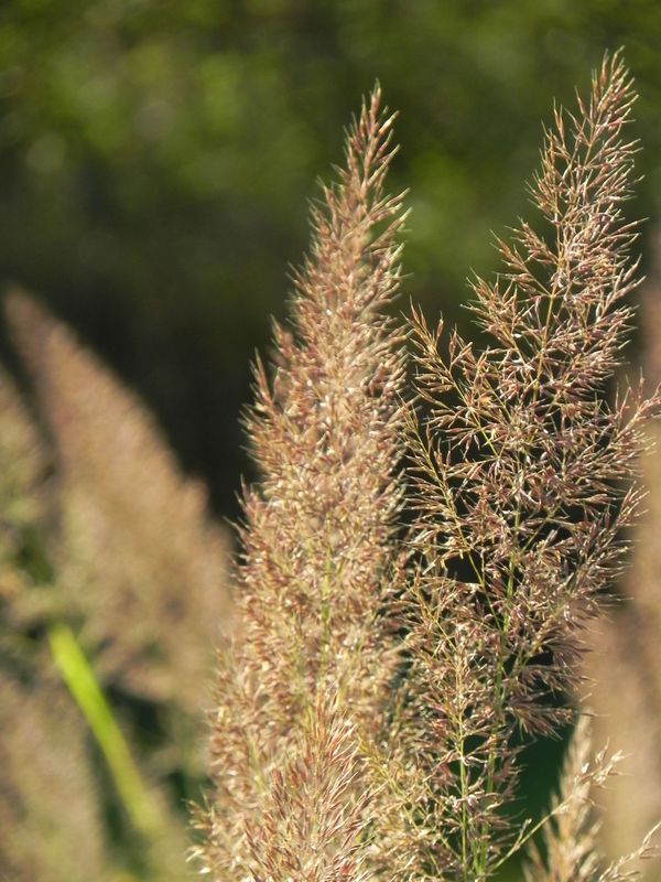 Calamagrostis brachytricha