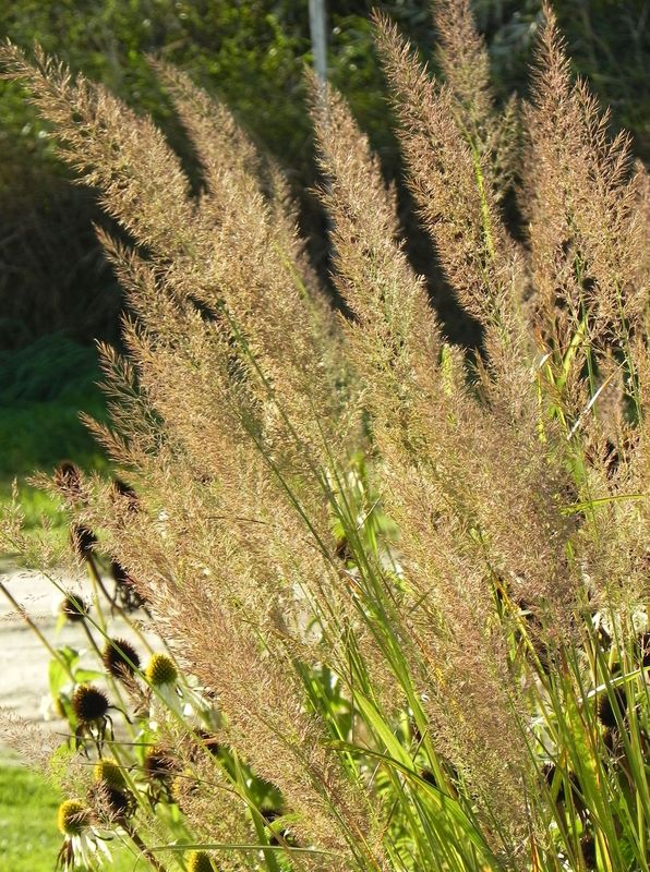 Calamagrostis brachytricha