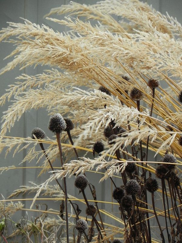 Calamagrostis brachytricha