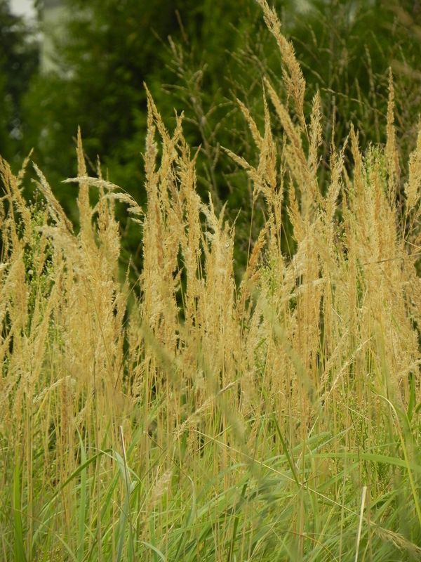Calamagrostis epigejos