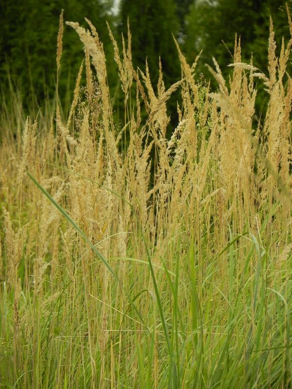Calamagrostis epigejos